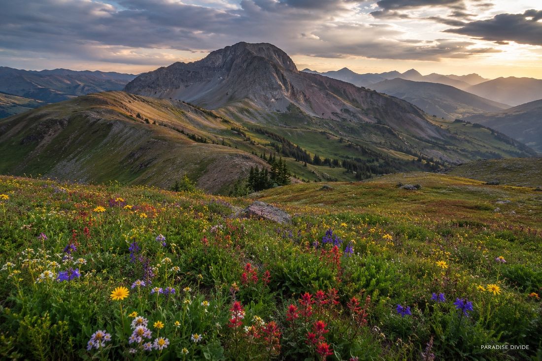 Wildflowers and peaks at Paradise Divide at sunset
