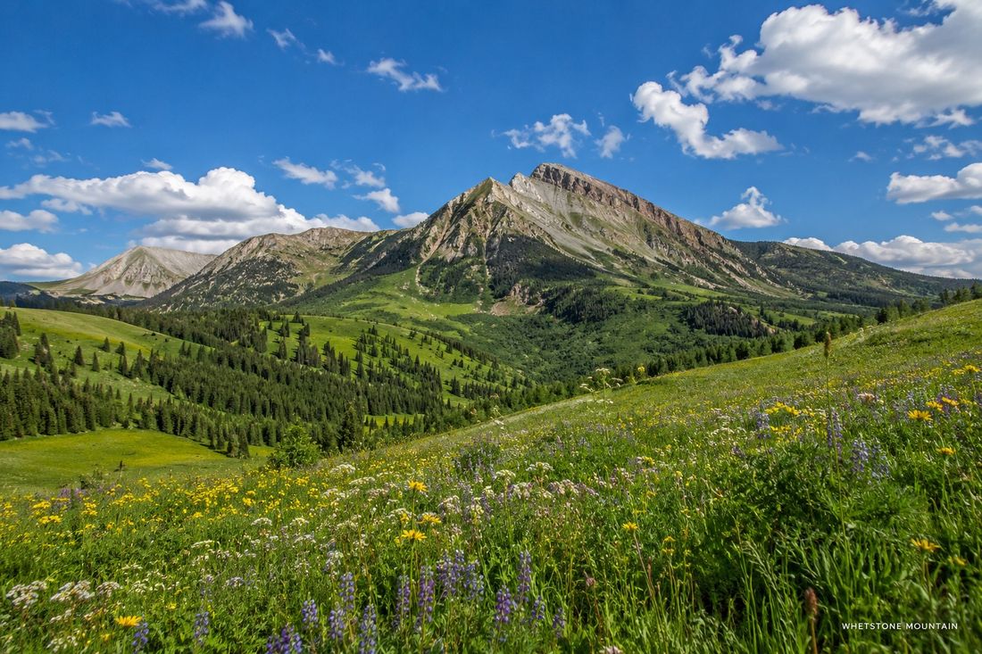 Wildflower meadow below Whetstone Mountain in summer